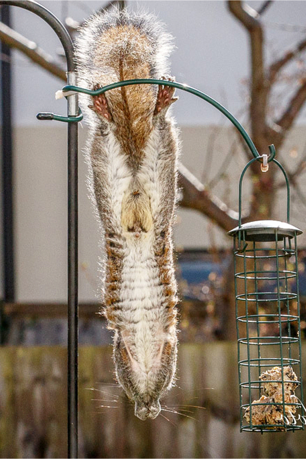 Squirrel proof bird feeders - do they REALLY work to keep squirrels out of my bird feeders?